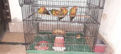 sun conure 4 pic