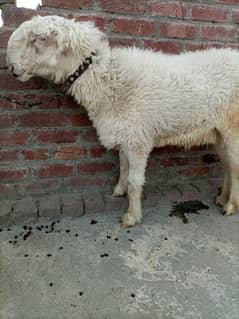 one Mundari Ghulabi sheep for sale