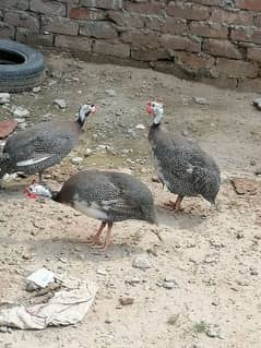 Black Guinea fowl/chakor