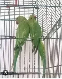 Parrot For Sale