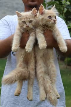 Baby cats. pair price 12000,single 6000 (03325415295)