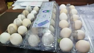 MG  FERTILE,FRESH,ORGANIC DESI EGGS550