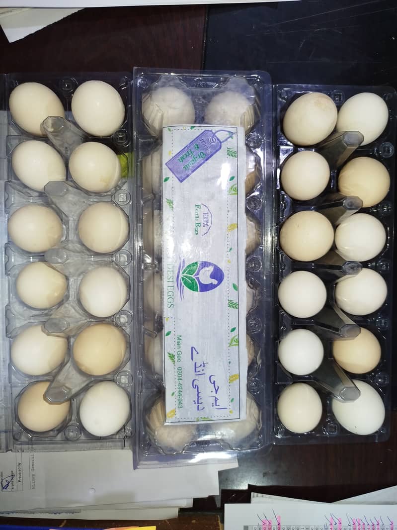 MG  FERTILE,FRESH,ORGANIC DESI EGGS550 6