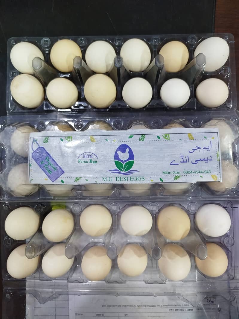 MG  FERTILE,FRESH,ORGANIC DESI EGGS550 7