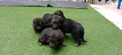 German puppy double cot