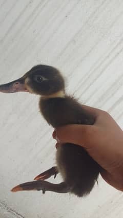 2months old baby ducks for sale