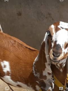 Goat | bakri | sheep | Breader | | بکری  | bakri for sale.