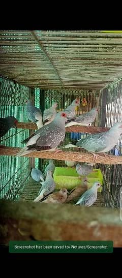Dove Breeder And First breed pair