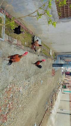 6 hens (2 aseel+4 dasi )