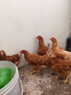 Hussain Raza hens Farming