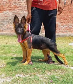 German Shepherd long coated female age 3 month for sale