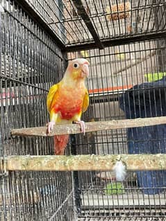 suncheek conure high red male