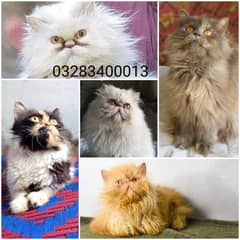 Cfa bloodline Pure peki face pair available tripple coated kittens