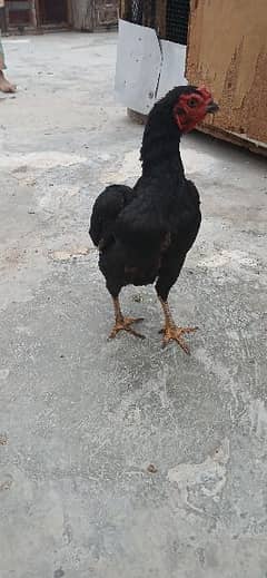 ko shamo lohman brown male bantam female