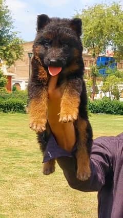 # German shepherd puupy for sale