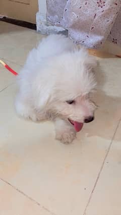 American Poodle male puppy available for sale