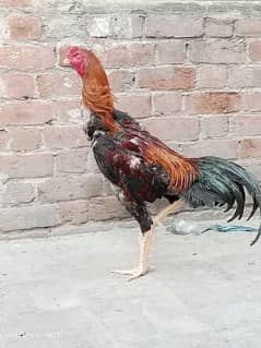 Shamo Aseel hint chicks available