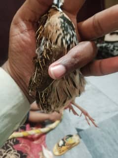 Rain quail (chiringa batair)