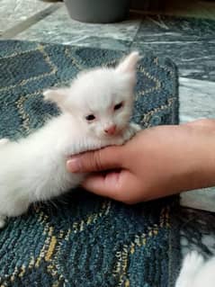 PERSIAN KITTEN TRIPLE COATED BLUE EYES