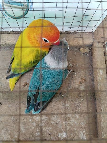 love birds for sale 3