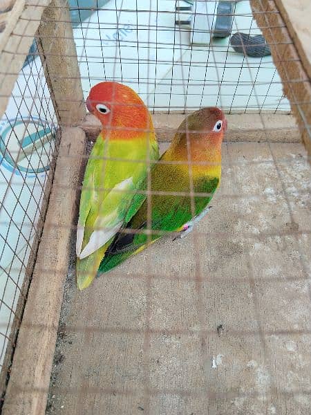 love birds for sale 12