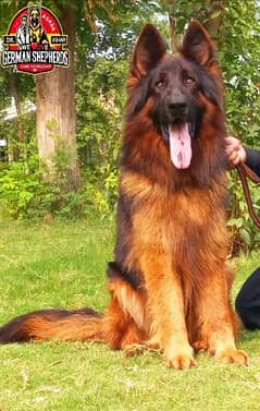 Beautiful Huge and Heavy bone 
high class German Shepherd male