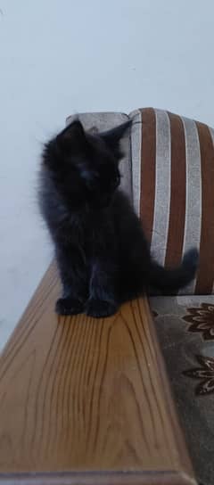 3 Mex Persian cats available hy mayray pass age 2 months hy  price 3k