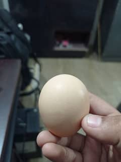 pilaaseel murga laria wala and lohman brown murgi egg deti ha