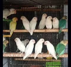 love bird setup for sale 03428778817