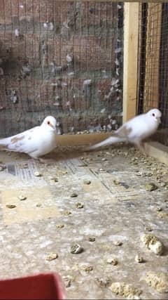 red pied spoted chicks