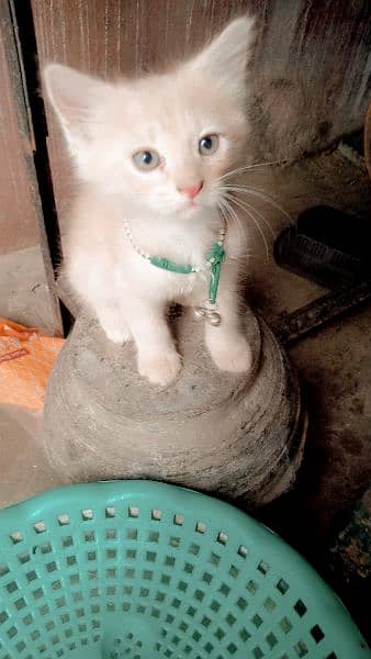 3000 beige color Persian kitten 13