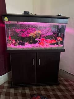 Fish aquarium for sale