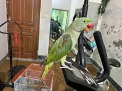 Raw parrot for sale