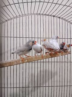 Zebra Finch