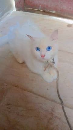 white Persian cats blue Eyes