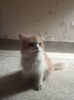 Persian triple coated female