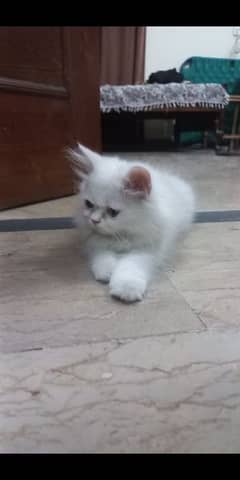 white persian cat