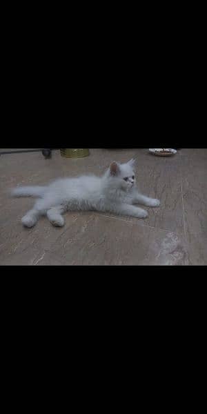 white persian cat 1