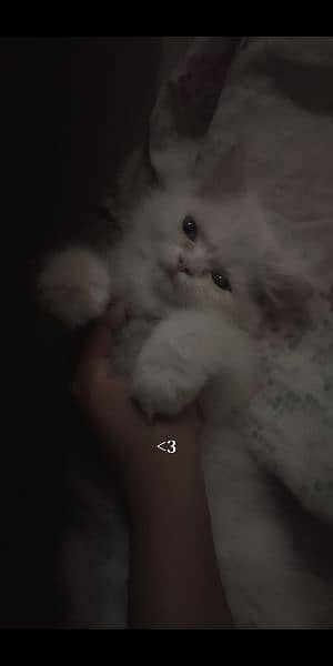 white persian cat 2