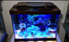 Bottom Light Aquarium