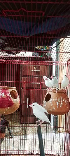 white java finches ready for first breed quality prices