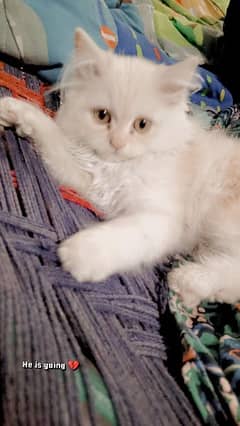 Persian Cat for sale