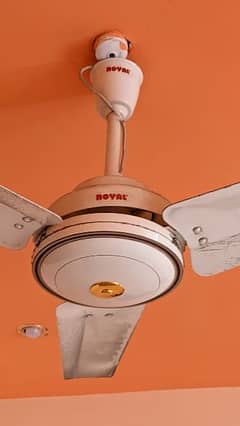 Royal Fan| Royal Ceiling fan | 5 Fans for Sale | 56" inches