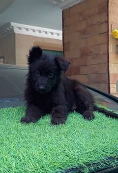 German shepherd Puppies