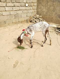 bakri for sale