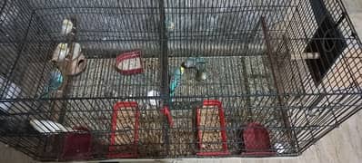 Australian Budgies for sale in Lahore