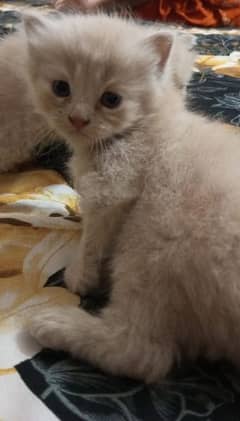 persian cat 2 months age