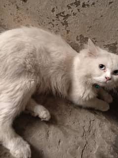 pure white cat Male