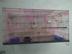 Folding cage 3ft hai sath albino black eye possible to red eyes