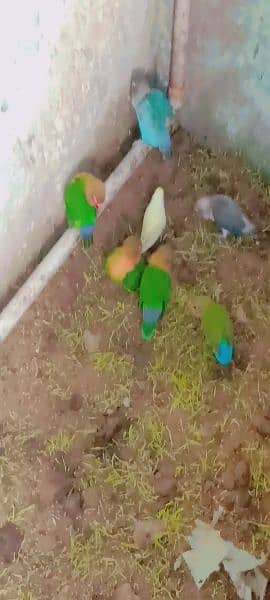 Cute lovebird 3